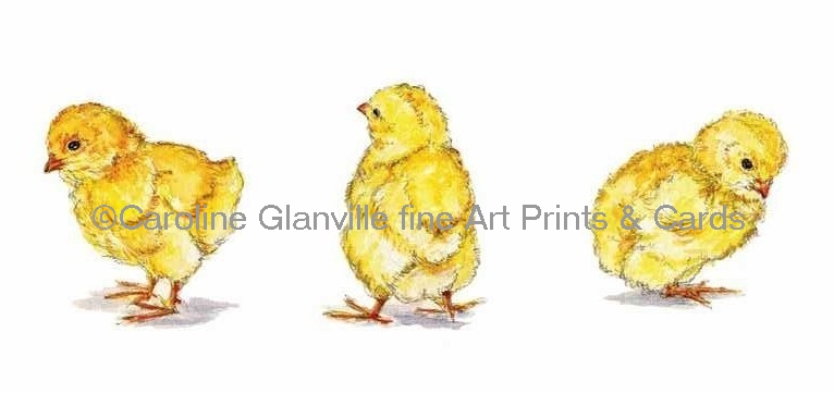 Three yellow chicks